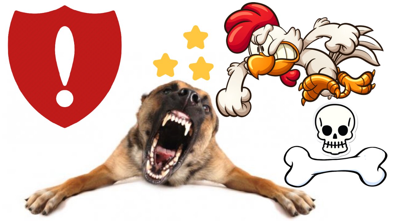 Chicken VS Dog Funny Animal Attack Video