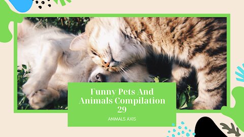 Funny Pets And Animals Compilation 29