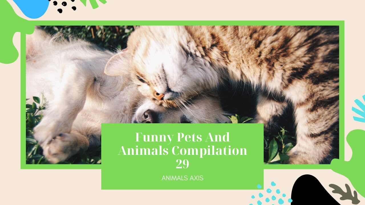 Funny Pets And Animals Compilation 29