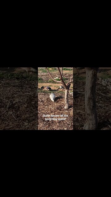 Ducks love bugs! #ducks #farmlife #eonfarm