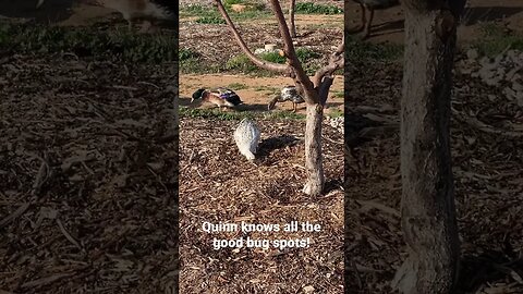 Ducks love bugs! #ducks #farmlife #eonfarm