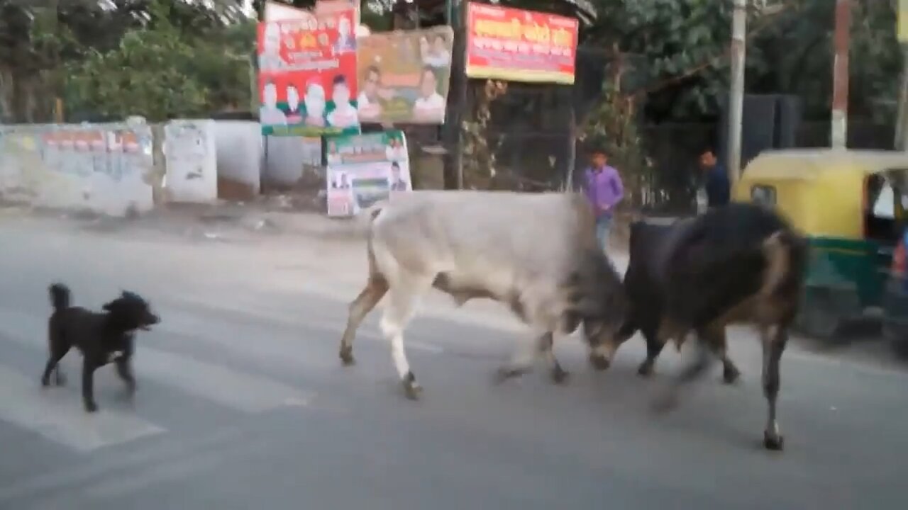 Dog Trying to solve a crazy Bull Fight.