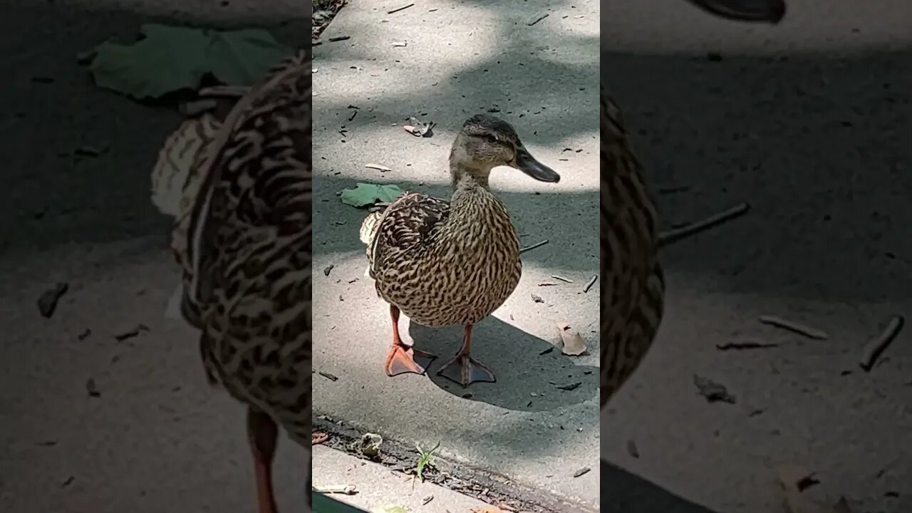 This duck eats French fries 🦆🍟