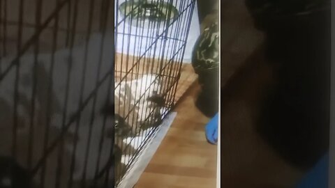 WAWG Kennels Want To Buy A Puppy For $500 Hit My link in the description