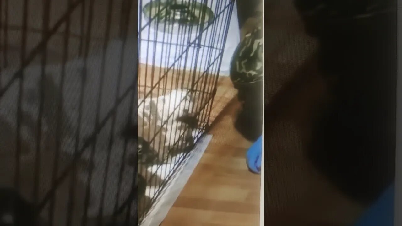 WAWG Kennels Want To Buy A Puppy For $500 Hit My link in the description