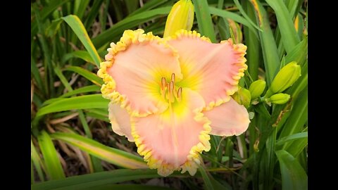 22 or so Favorite Daylilies for the Early to Mid Season