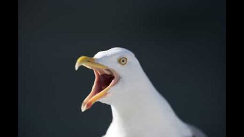 Une mouette vole un snack dans un magasin écossais