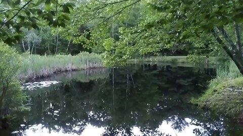 Frog Pond Bliss Today June 9th