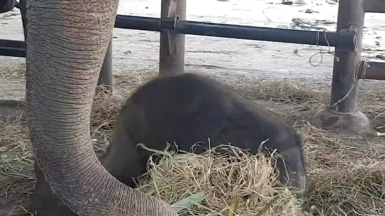 Baby Elephant Video Animals