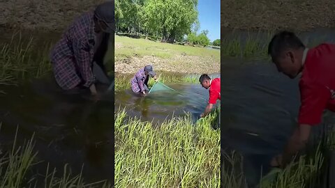 Easiest way to catch baby fish #fishing #fishstory #fish #riverfish #babyfish