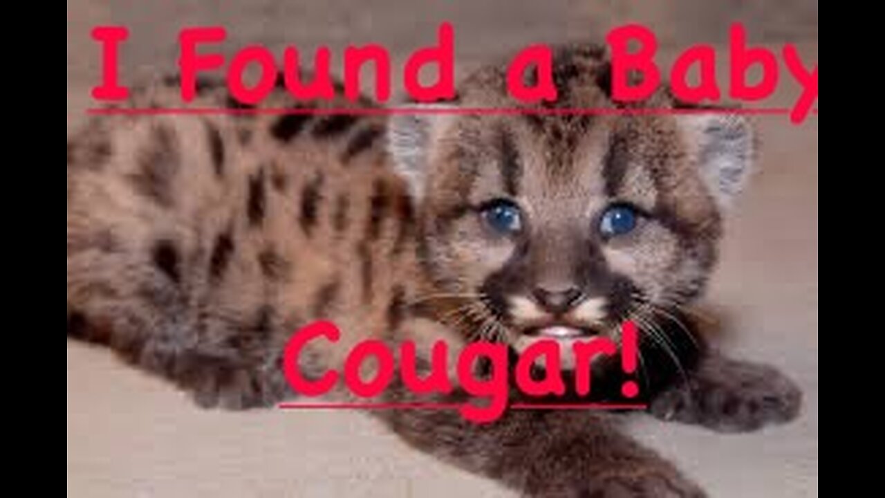 I Found A Baby Cougar