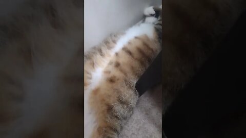 cat exposes her belly