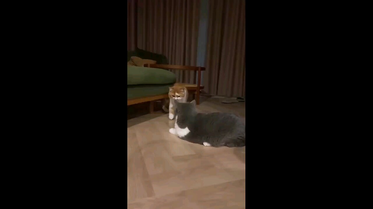 Funny Angry 😺 Cat watch this so funny 😂😂😂