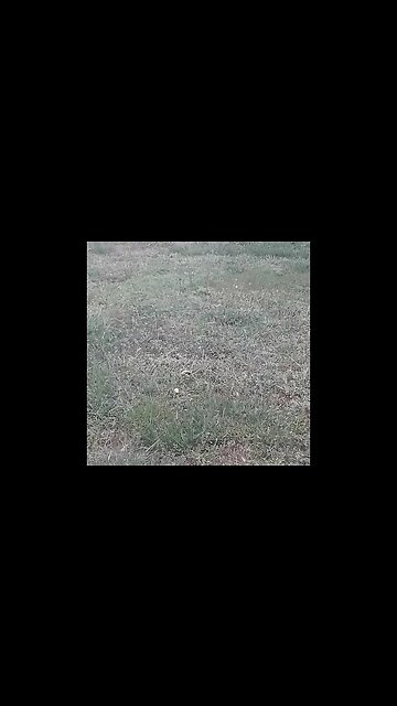 Goldfinch in the rain a day before Easter