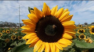 Beautiful and vibrant Sunflower Fields