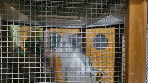 TEACHING BAD WORDS TO A PARROT IN POLAND