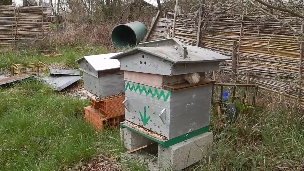 Activité des ruches.