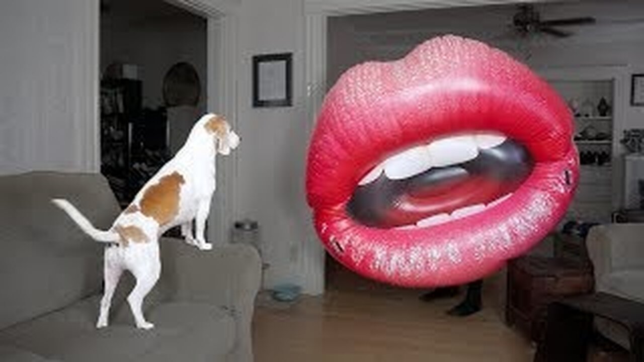 Dog vs. Big Lips: Funny Dog Maymo