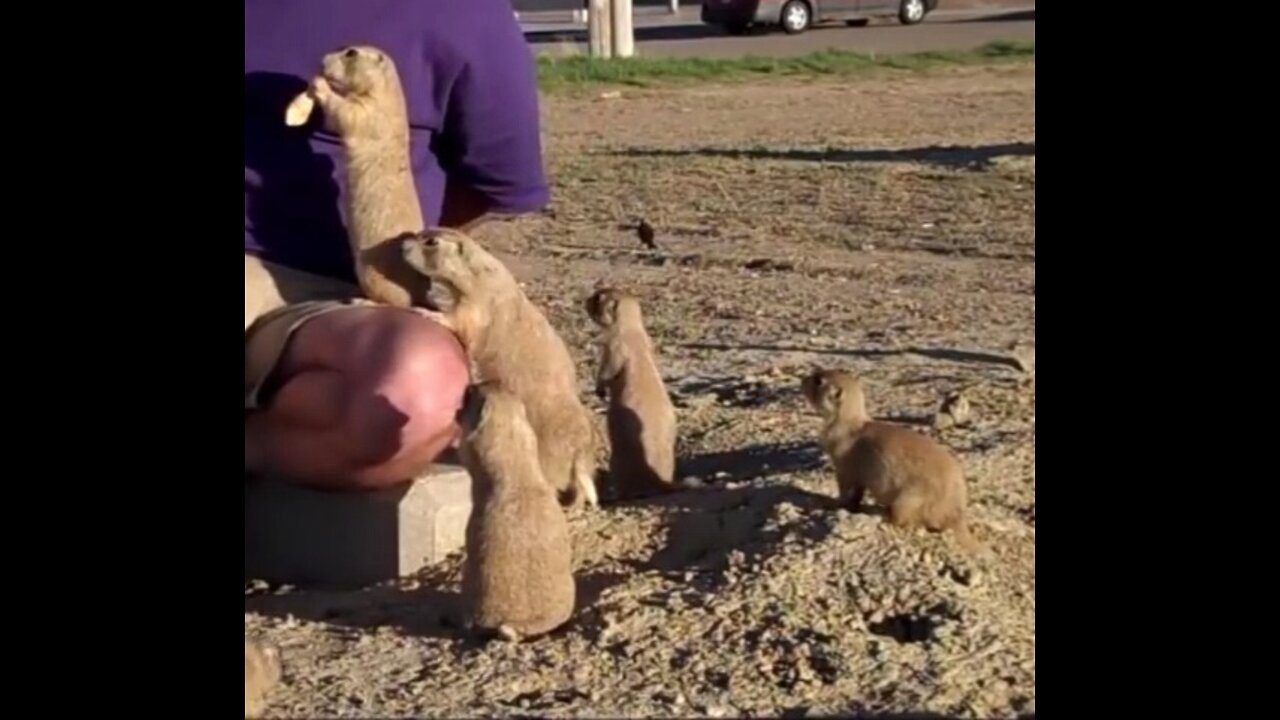 Prairie Dogs Playing - CUTEST Compilation