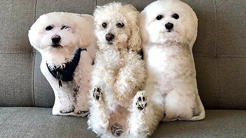 Quincy Has his Own Pillows!