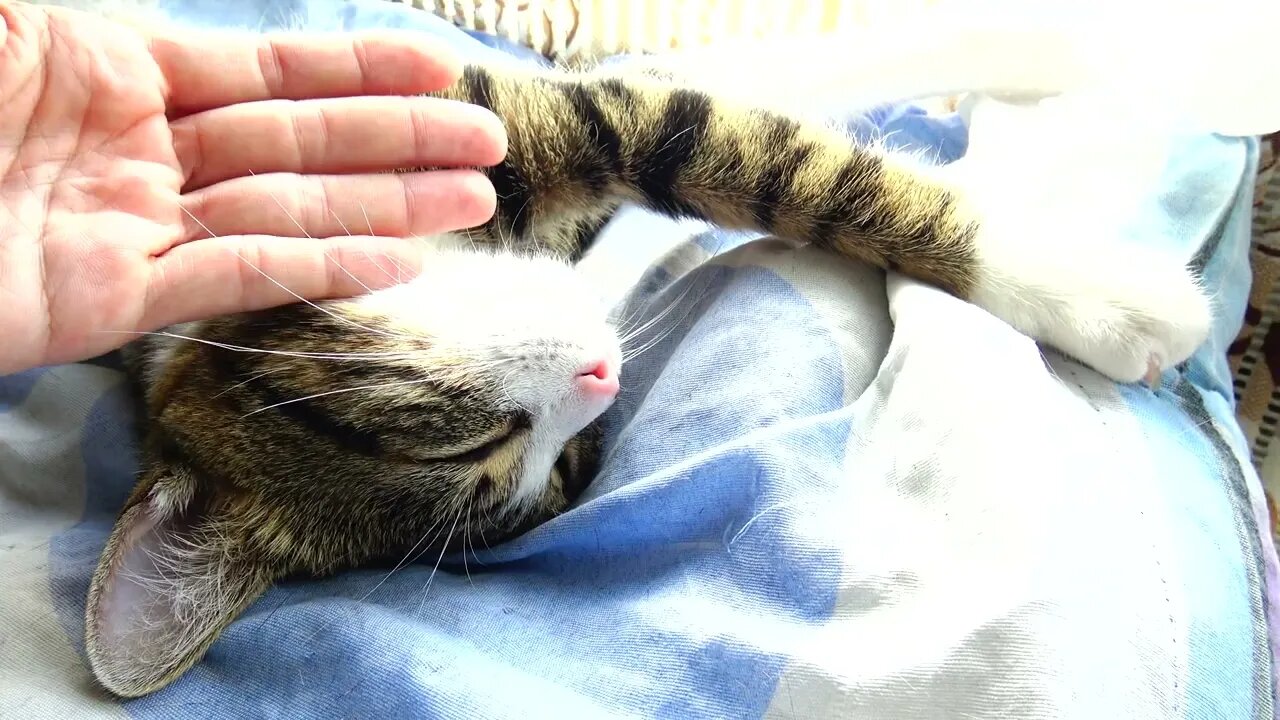 Kitten Wakes up and Stretches