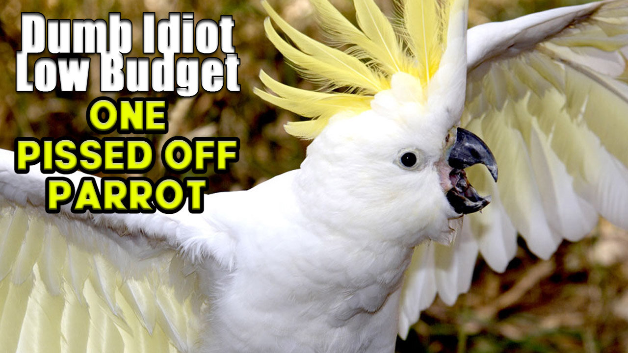 ONE PISSED OFF PARROT | funny animal voiceover