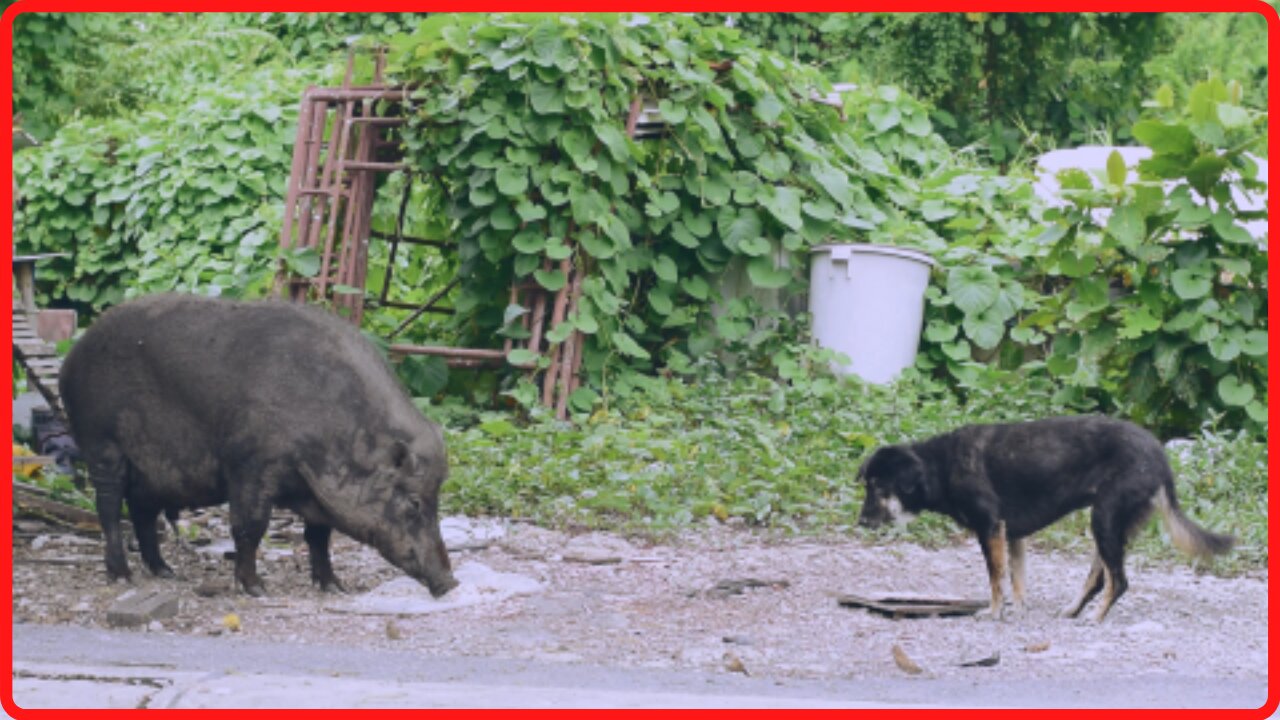 GRANDE JAVALI DIVIDINDO COMIDA COM UM CÃO!!!