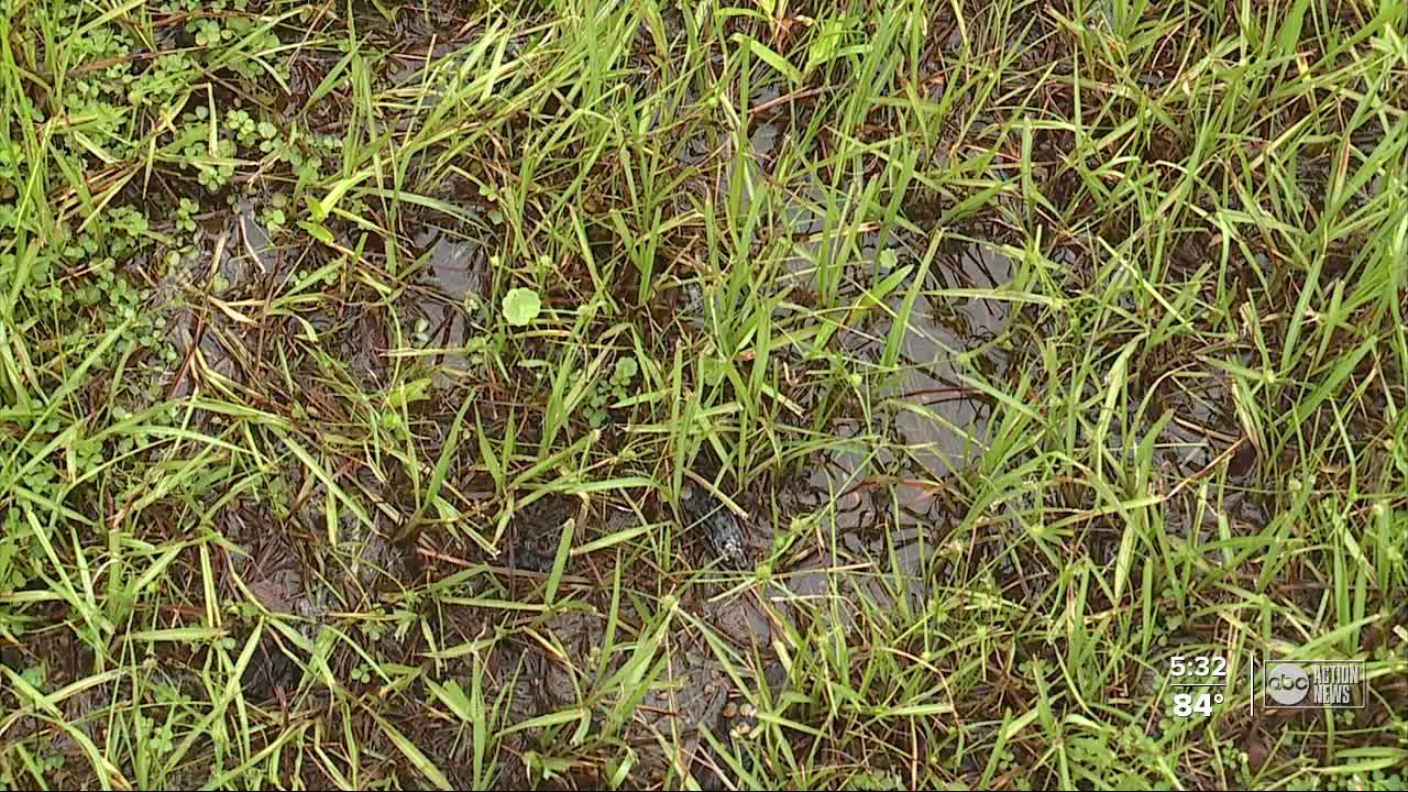 Drainage problems causing backyard swamps