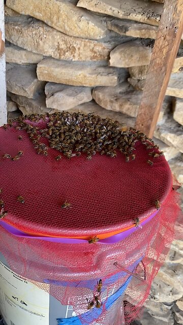 Rock House Queen in the bucket.