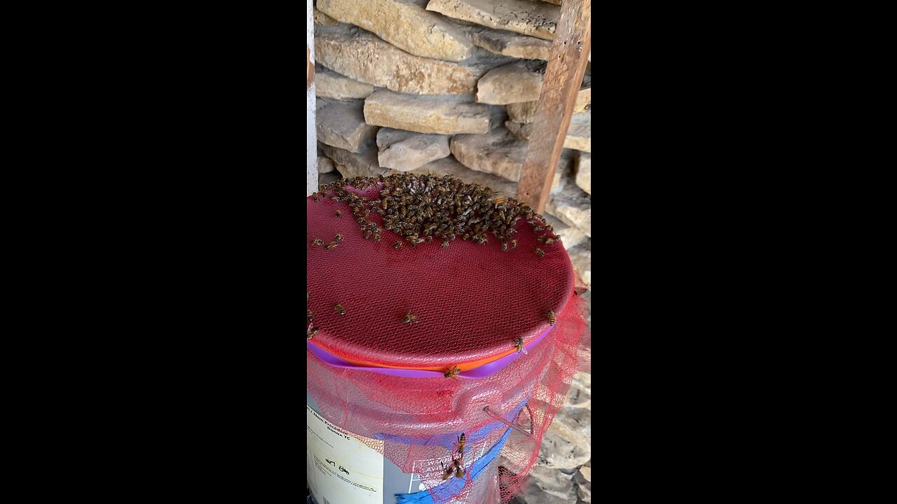 Rock House Queen in the bucket.