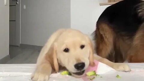 German Shepherd Reviews Food With Puppies