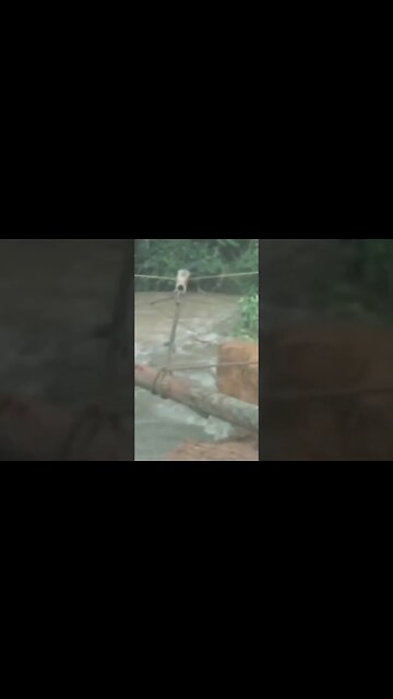 Camel Trophy Bridge Building