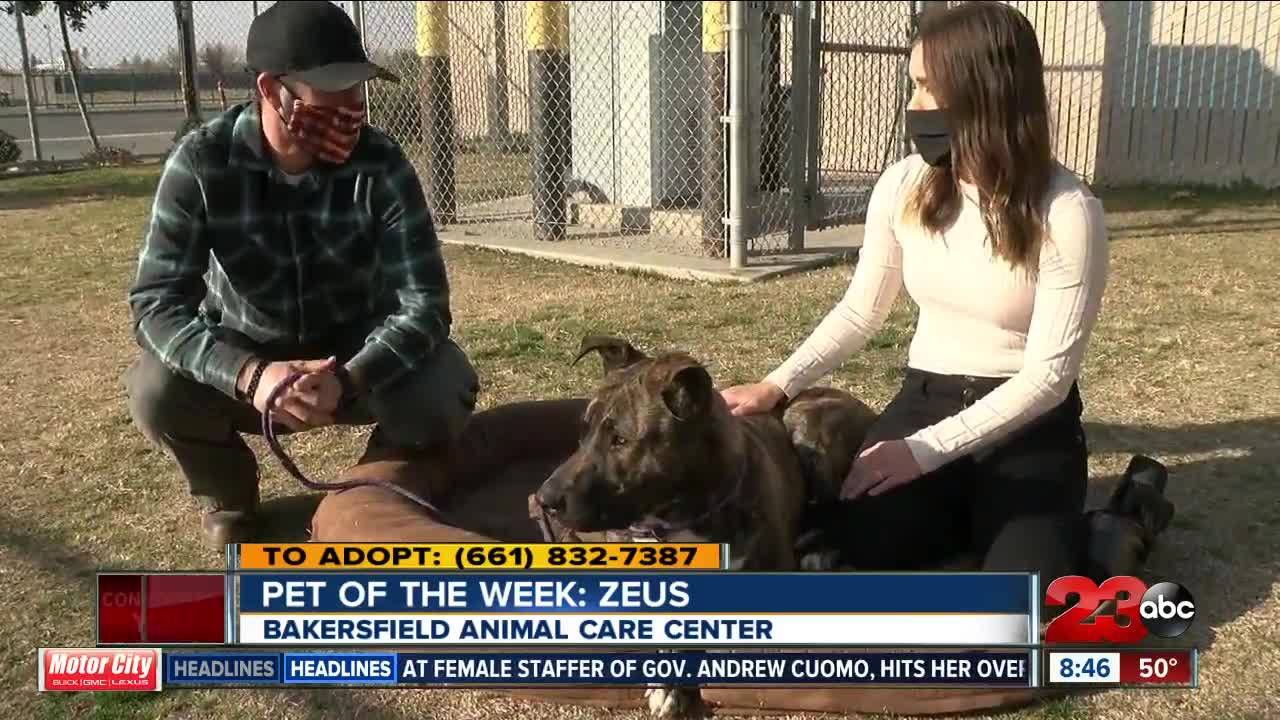 Pet of the Week: Zeus