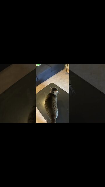 Trying to speak cat #shorts￼