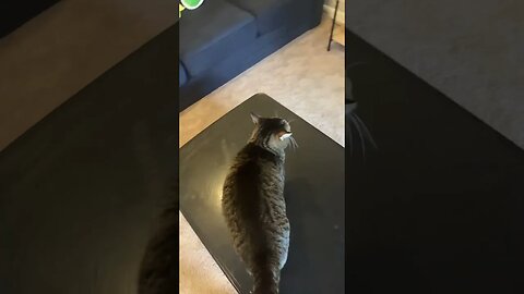 Trying to speak cat #shorts￼