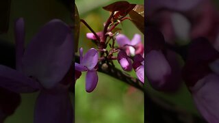 Redbud Tree: A Quick Overview of a Lovely Landscaping Tree