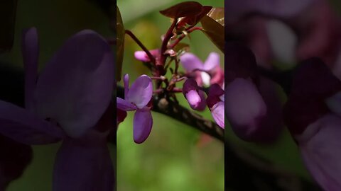 Redbud Tree: A Quick Overview of a Lovely Landscaping Tree