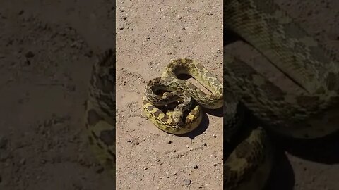 Mick Rescues a Bull Snake