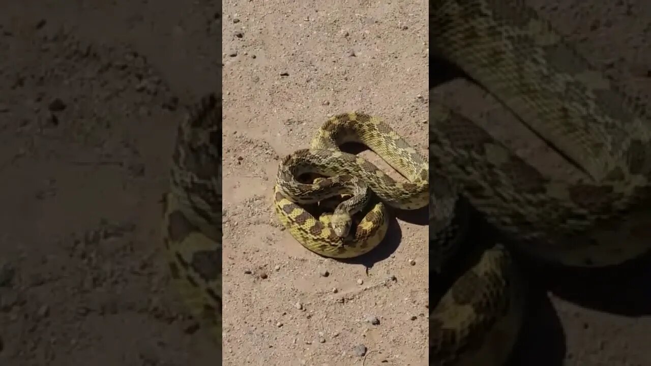 Mick Rescues a Bull Snake