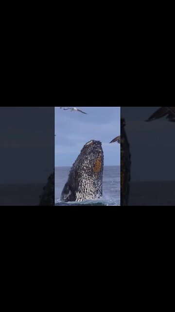 The king #fish #bigfish #king #youtube #shorts