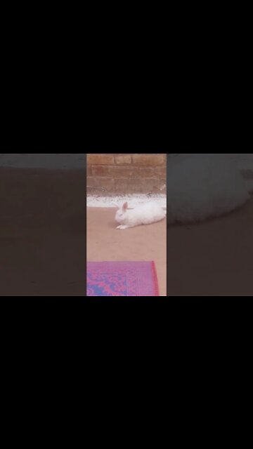 chunni mai chunni Mai, rabbit, rabbit cute video, #short #shortsfeed #bhupesh #trending