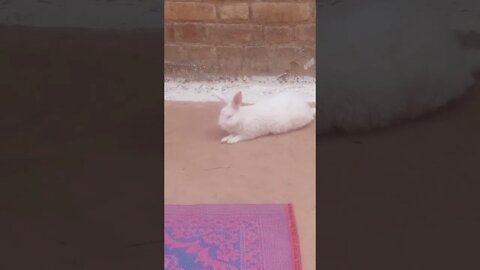 chunni mai chunni Mai, rabbit, rabbit cute video, #short #shortsfeed #bhupesh #trending