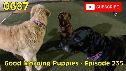 [0687] GOOD MORNING PUPPIES - EPISODE 235 [#dogs #doggos #doggies #puppies #dogdaycare]