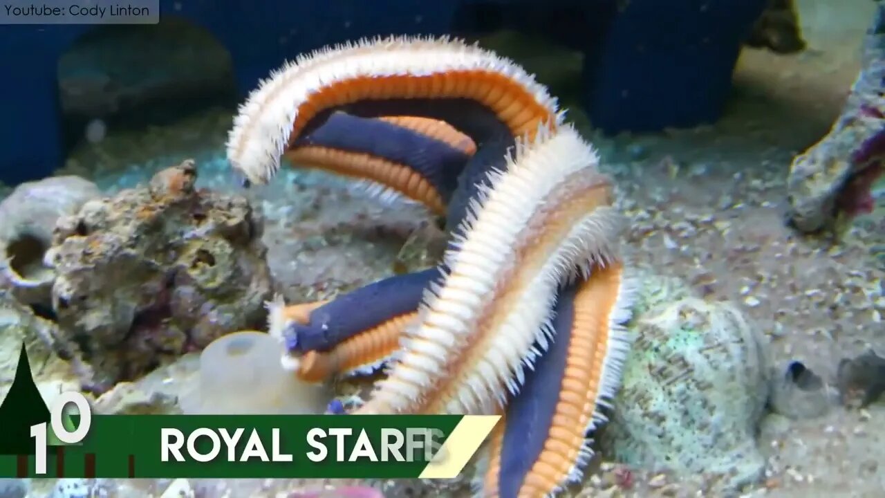 10 Amazing Sea Creatures You've Never Seen Before