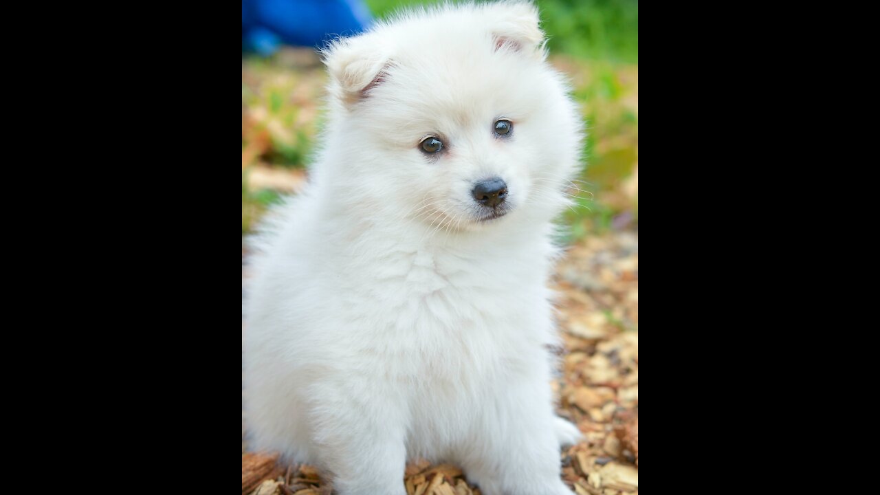 funny cute fluffy dog big eyes