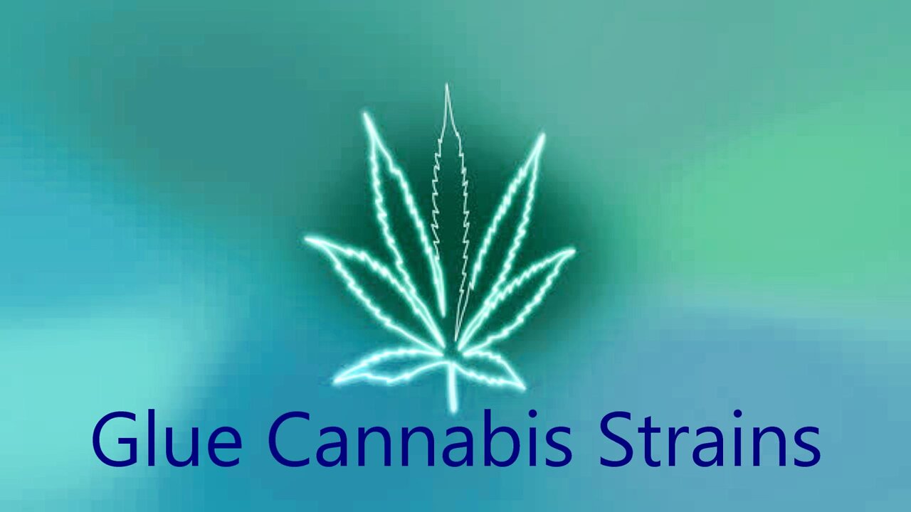 Glue Cannabis Strains - STRAIN TV