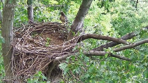 Hays Eagles Nest -The Red Tailed Hawk is back checking out the Nest 9.20.23 17:34