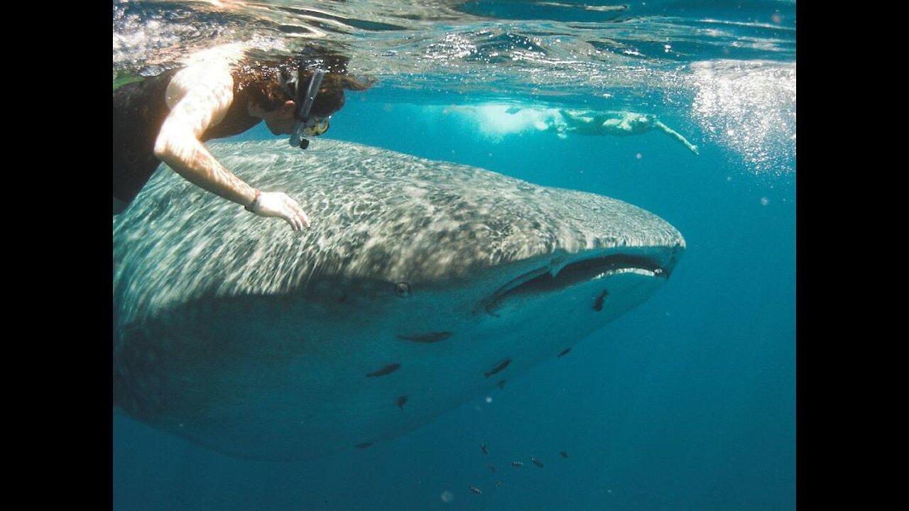 Watch These Terrible sharks fish are swimming with man