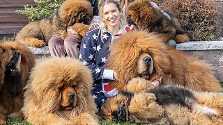 Tibetan Mastiffs - The 200lbs 'Bear Dogs' | BIG DOGZ