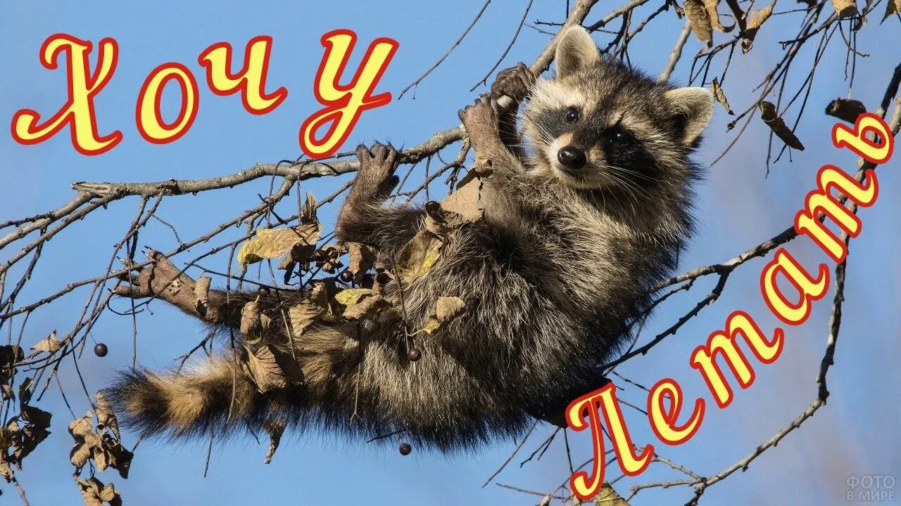 Смешные Еноты Из Тик Ток 1 Funny Tik Tok Raccoons